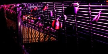 US Underground Dance Music: 4 Subgenres to Watch in 2025 - Cover Image