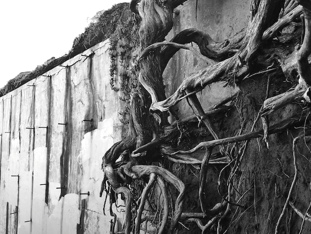 Dark Ecology: US Subcultures Confronting Climate Change Through Art